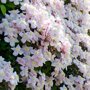 Clematis roze